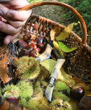 couteau opinel N°7 châtaigne ail et dénoyautage - réf. AIGN